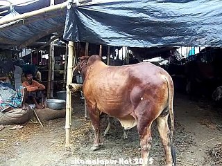 Qurbani Eid In Bangladesh