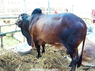 Qurbani Eid In Bangladesh