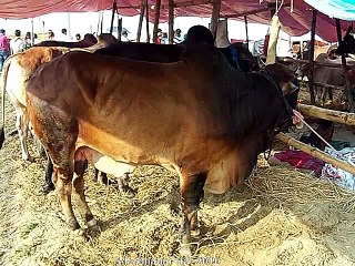 Qurbani Eid In Bangladesh