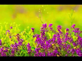 العلامة النبويه التى تميز المهدى المنتظر و تعرفنا عليه دون غيره