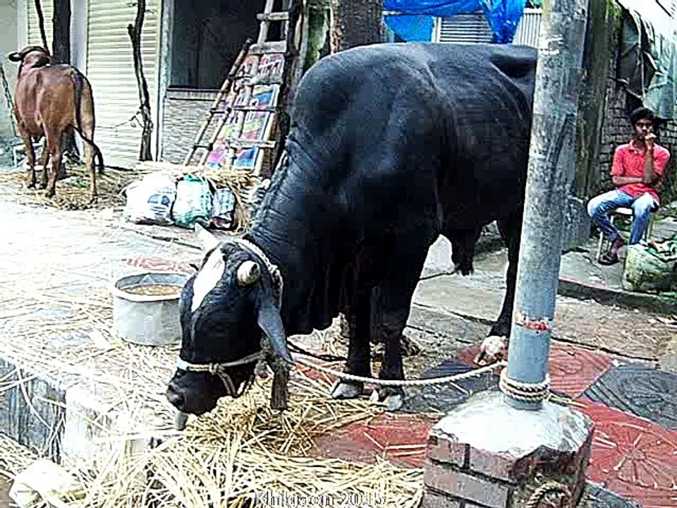 Qurbani Eid In Bangladesh