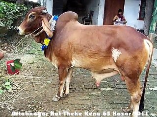 Qurbani Eid In Bangladesh