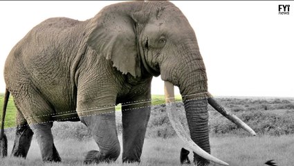 Elephants At Risk Of Extinction Killed In Kenya