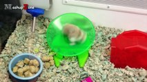 Hamsters - A Cute Hamster And Funny Hamster Videos Compilation || NEW HD