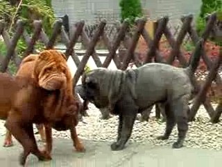 Qi Ming Xing shar-pei