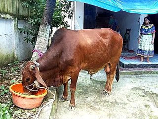 Qurbani Eid In Bangladesh