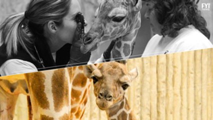 Denver Zoo Welcomes Newest Member, Dobby the Giraffe