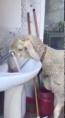 Unbelievable Sheep They Open the Tap and Drink water Must watch That video