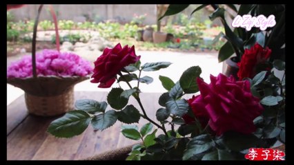 Li Ziqi 李子柒 | Rose jam, rose biscuits and rose tea - The best gift for women!