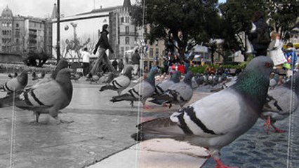 Pigeon Caught with Drugs Backpack