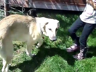 Rough Play time with Sugar(Anatolian Shepherd) and Princess(English Mastiff)