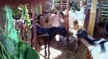 Jual hewan kurban kambing dan domba solo dengan harga terjangkau Rp 1,5 Jt di UD Soleh