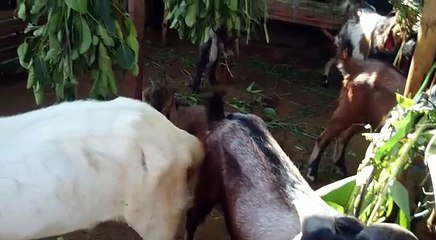 Jual domba dan kambing kurban kota sragen berkualitas harga terjangkau di UD Soleh