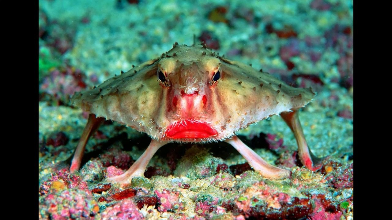 Bikin Syok, Inilah 17 Hewan Paling Aneh yang Hidup di Dunia!