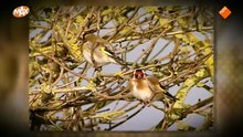 Baardmannetjes [20140801] Bargerveen