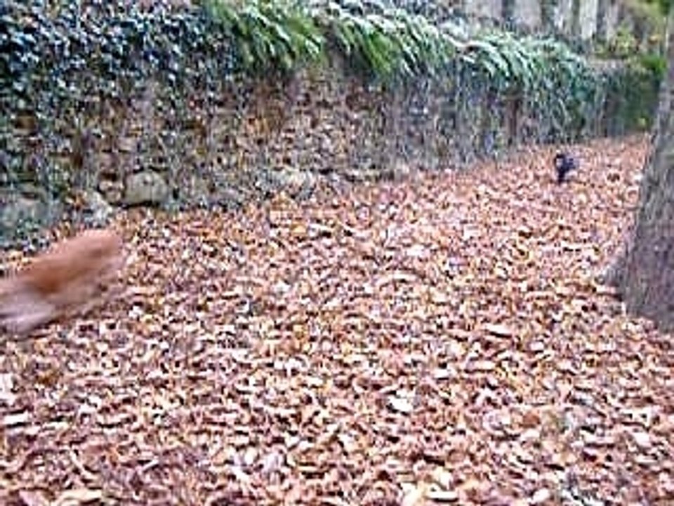 Balade foret 28-10-07