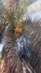 সৌদিআরব এ খেজুর পারার সময় দেখুন কি হয়