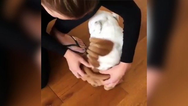 Ce chiot adore les gratouilles !