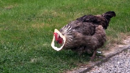 Un poulet n'est vraiment pas très intelligent !