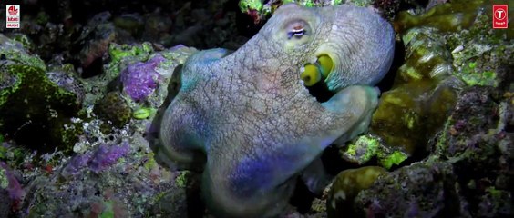 National Anthem of India - Best 4K WildLife Video - Grammy® Award Winner Ricky Kej