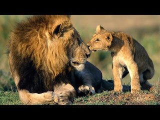 La caza ilegal arrasa con la fauna silvestre de África