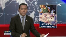 Avian flu outbreak sa Pampanga, iniimbestigahan na ng DOH at DA