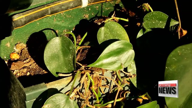 Planteriors: Bringing Nature Indoors