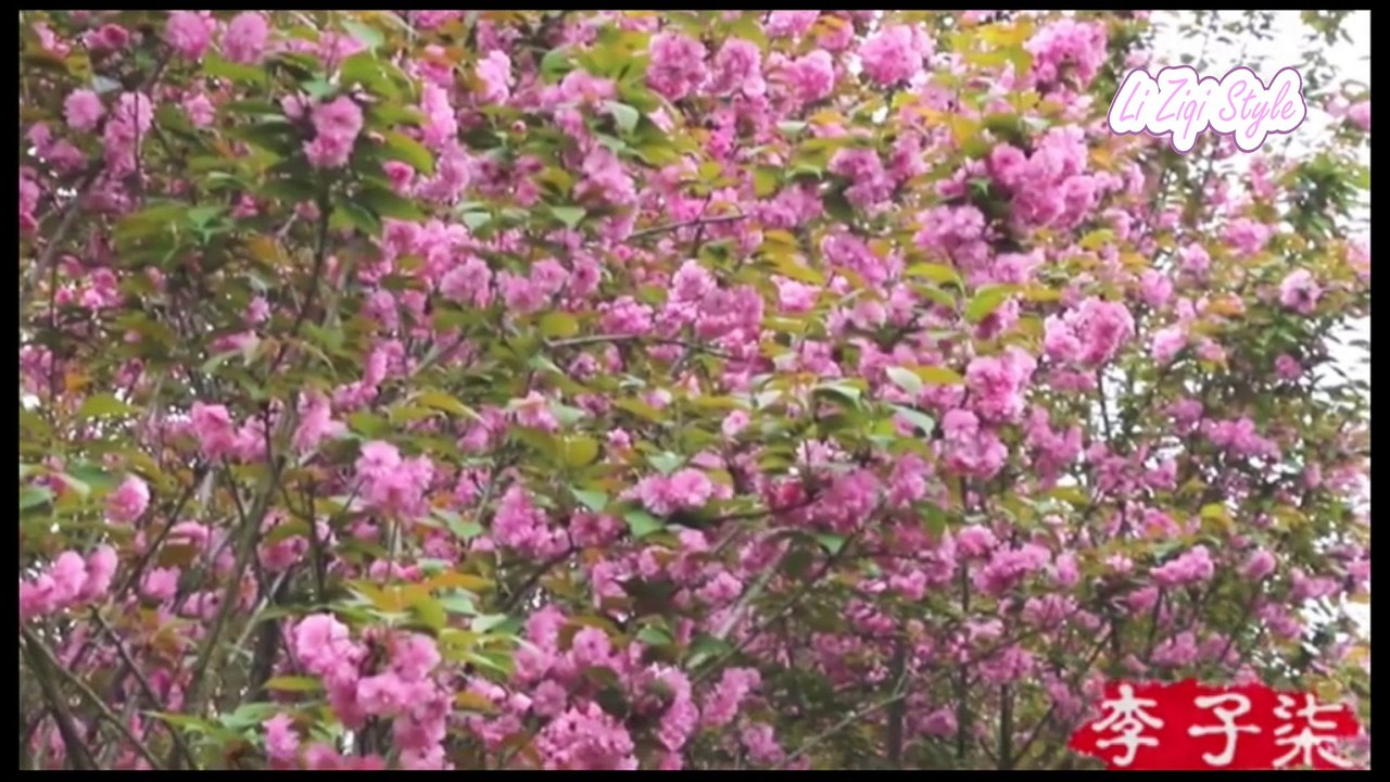 Li Ziqi 李子柒 | How to make Sakura tea? Sweet scent! Do you want to try it?
