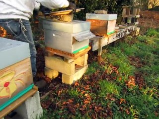 Traitement d'hiver contre Varroa 2