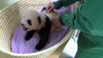 Tokyo zoo releases video of 'fluffy' baby panda