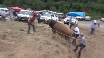 Artvin Türkiye Boğa Güreşi Şampiyonu Artvinli Cumali Oldu