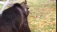 Happy Bear Playing With Water