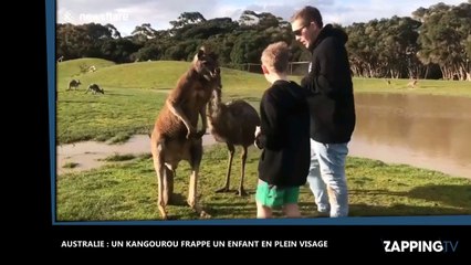 Australie : Un kangourou frappe un enfant en plein visage (Vidéo)