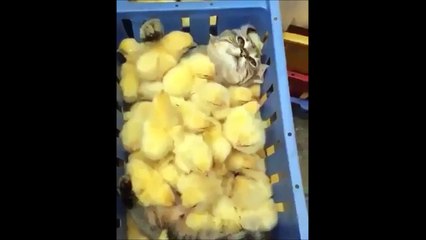 Ce chat dort recouvert de poussin... Pas plus doux comme couverture