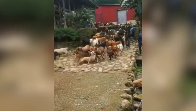 Des centaines de chiens tellement content d'aller se promener !
