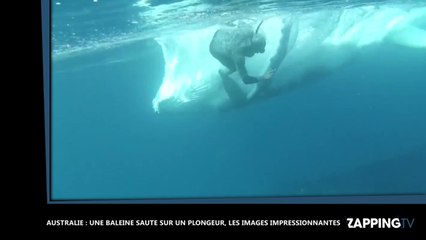 Une baleine saute sur un plongeur, les images impressionnantes (Vidéo)