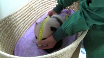 Japon: le bébé panda de Tokyo fête ses deux mois en pleine forme