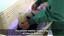 Japon: le bébé panda de Tokyo fête ses deux mois en pleine forme