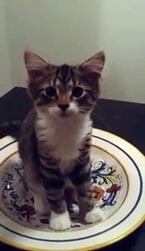 Ela pergunta ao gato o que ele está fazendo. Confira a resposta dele ao olhar para cima...