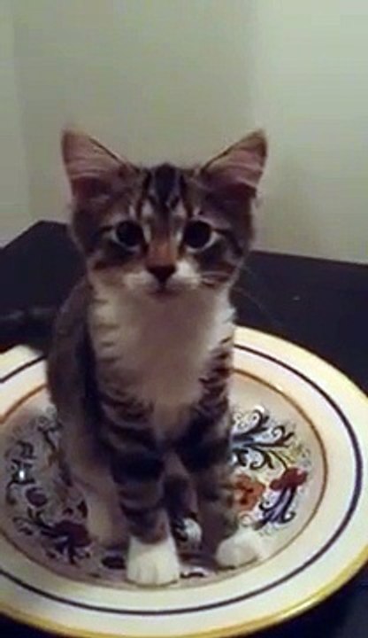 Ela pergunta ao gato o que ele está fazendo. Confira a resposta dele ao olhar para cima...