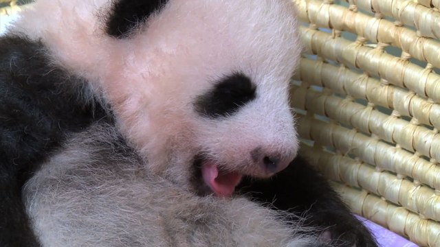 Japon: le bébé panda de Tokyo fête ses deux mois en pleine forme