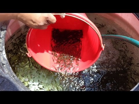 Aguascalientes será el pionero mexicana en la crianza de Carpa Tata