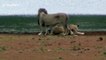 Hippo charges pride of lions with cubs