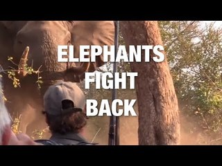 Download Video: This Is Why Elephants are Badass