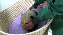[Actualité] Au Japon, le bébé panda de Tokyo fête ses deux mois en pleine forme