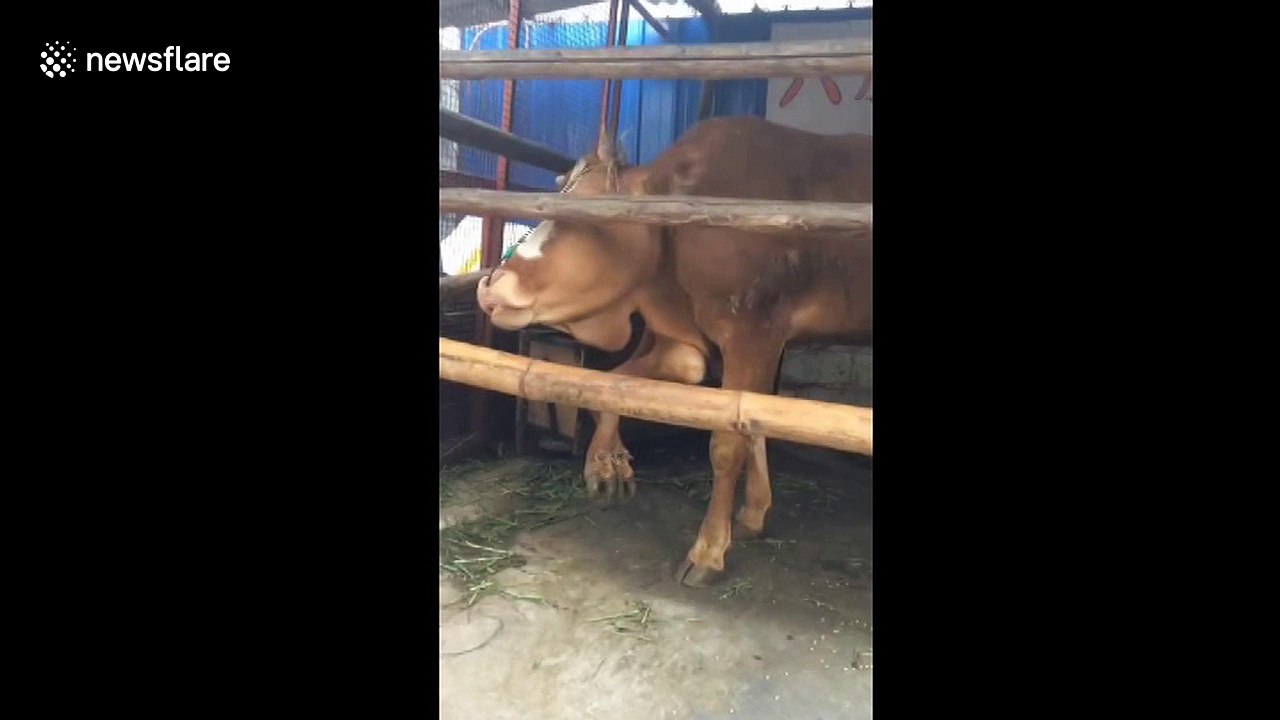 Cow born with six legs