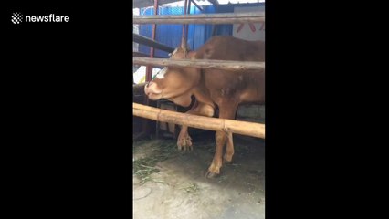 Cow born with six legs