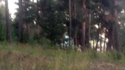 Piknikçilerin Davetsiz Misafiri Yavru Bozayı