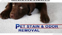Three Kings Pet Stain and Odour Removal Dublin - 1800 911 655