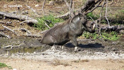Warthog enjoys a bum scratch
